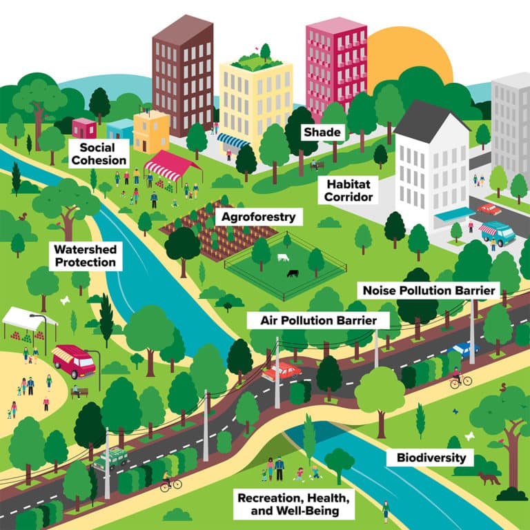 Why Do Urban Forests Matter?