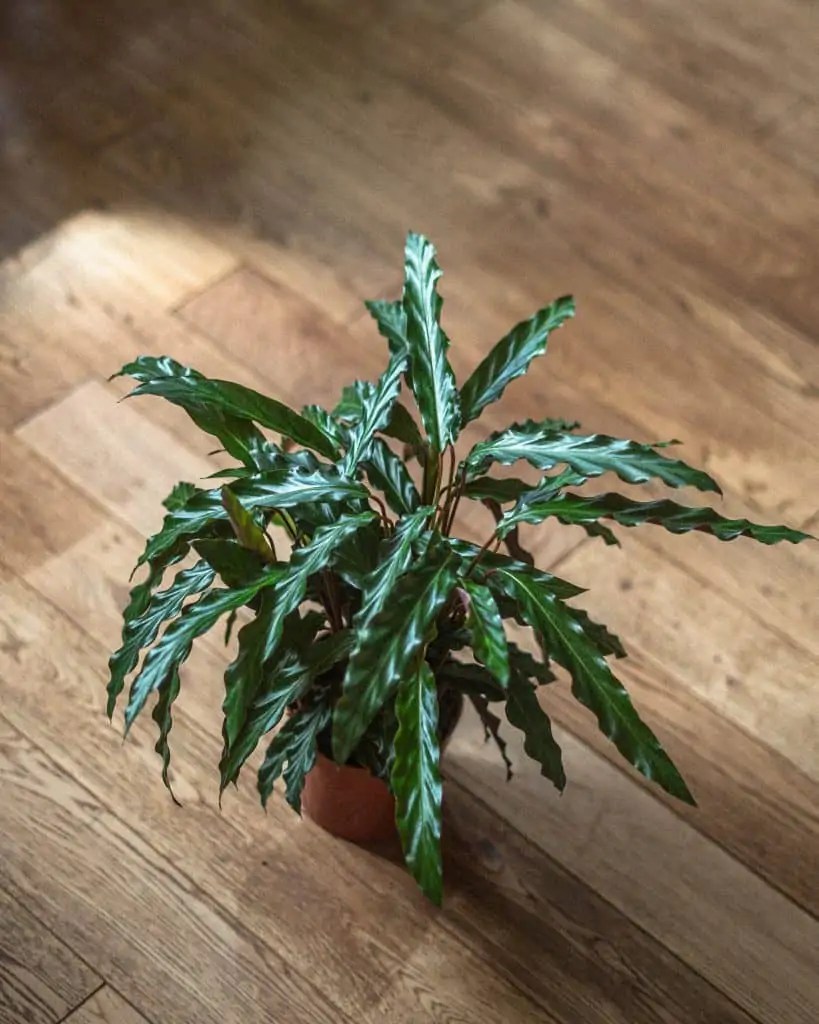 Calathea Rufibarba Care Guide (Water & Propagation Tips)