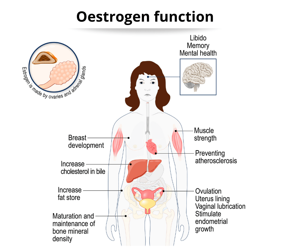 Muscle and joint pain, during perimenopause and menopause The Clarke