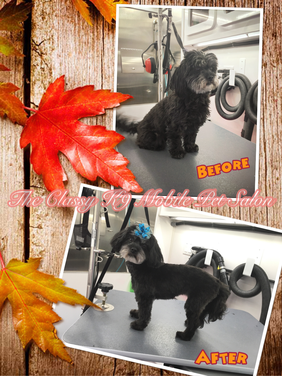 The Classy K9 Mobile Pet SalonServicing Davis County,Utah