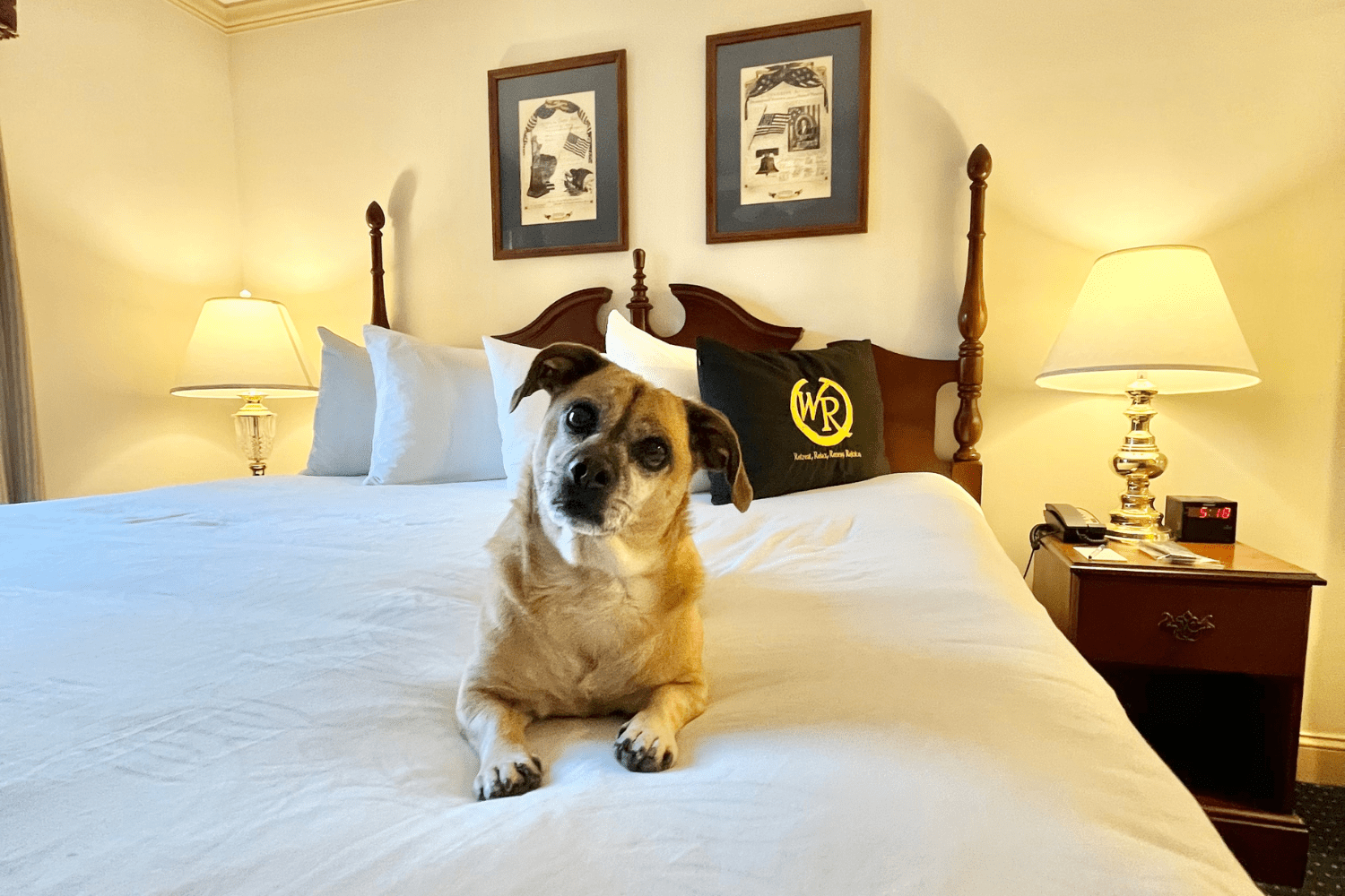 Moz Takes Williamsburg, VA A Dog’s Travel Guide the bee life