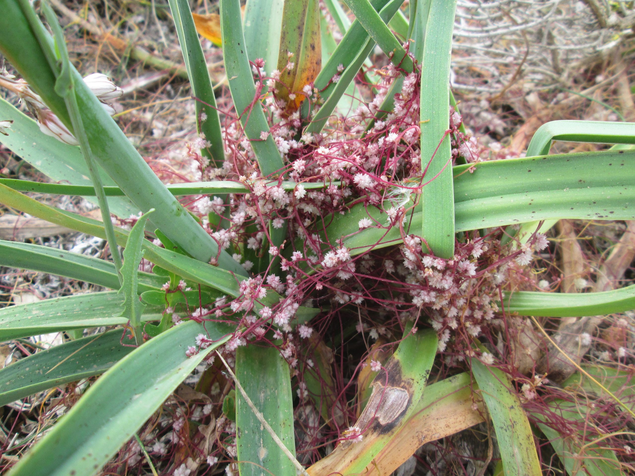 The Dodder One of Malta’s Parasitic plants The Cliffs