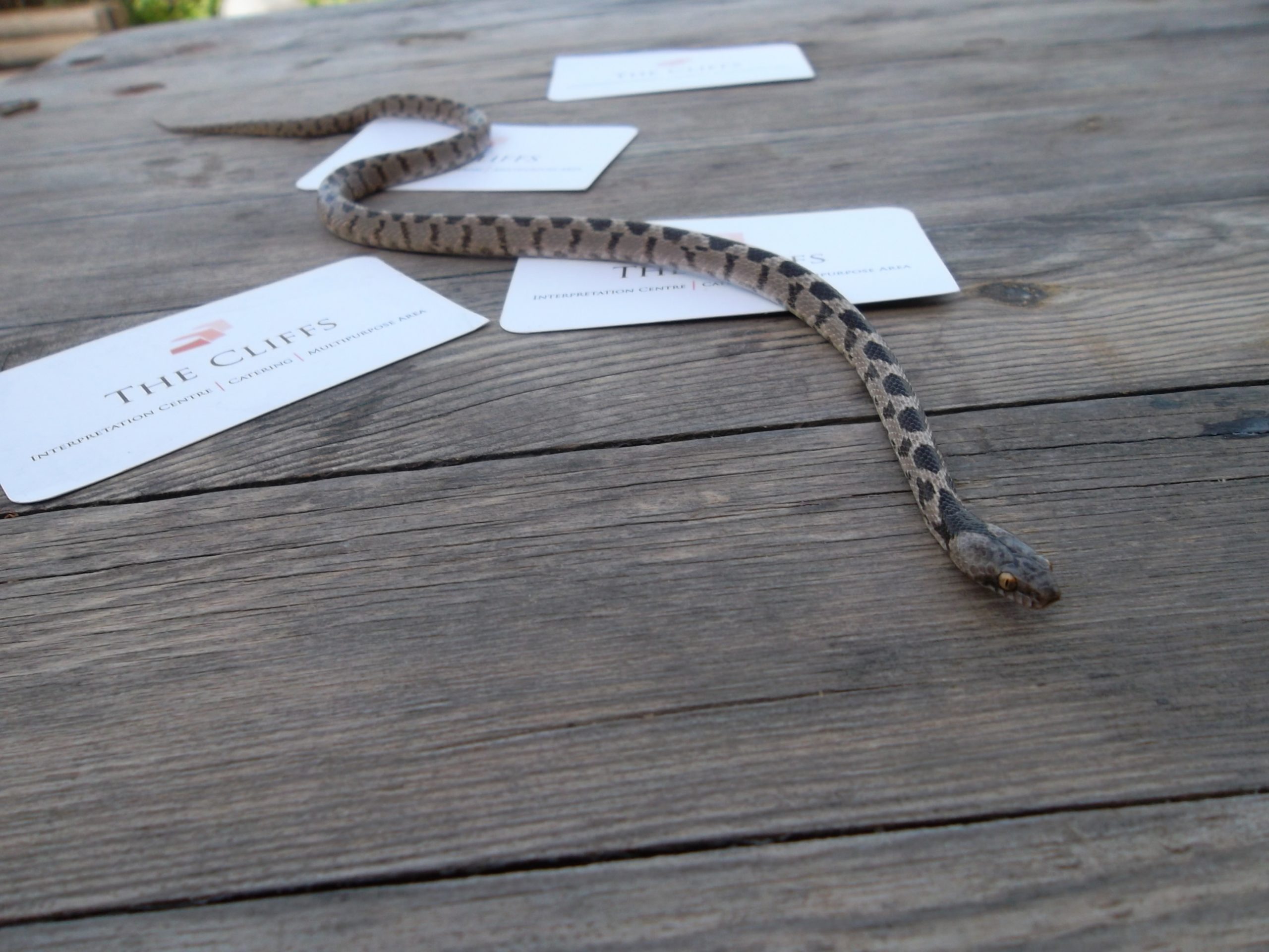 The Snakes in Malta did you know that one species is venomous? The