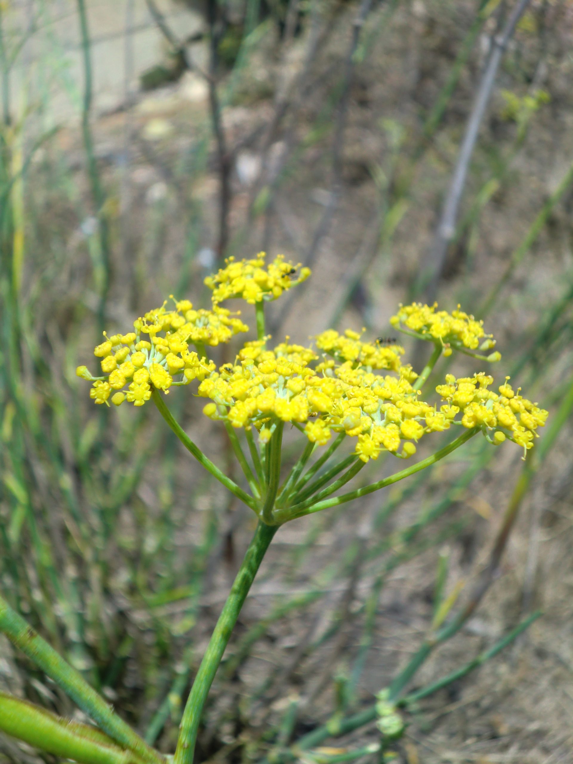 The aromatic, herbaceous Fennel The Cliffs