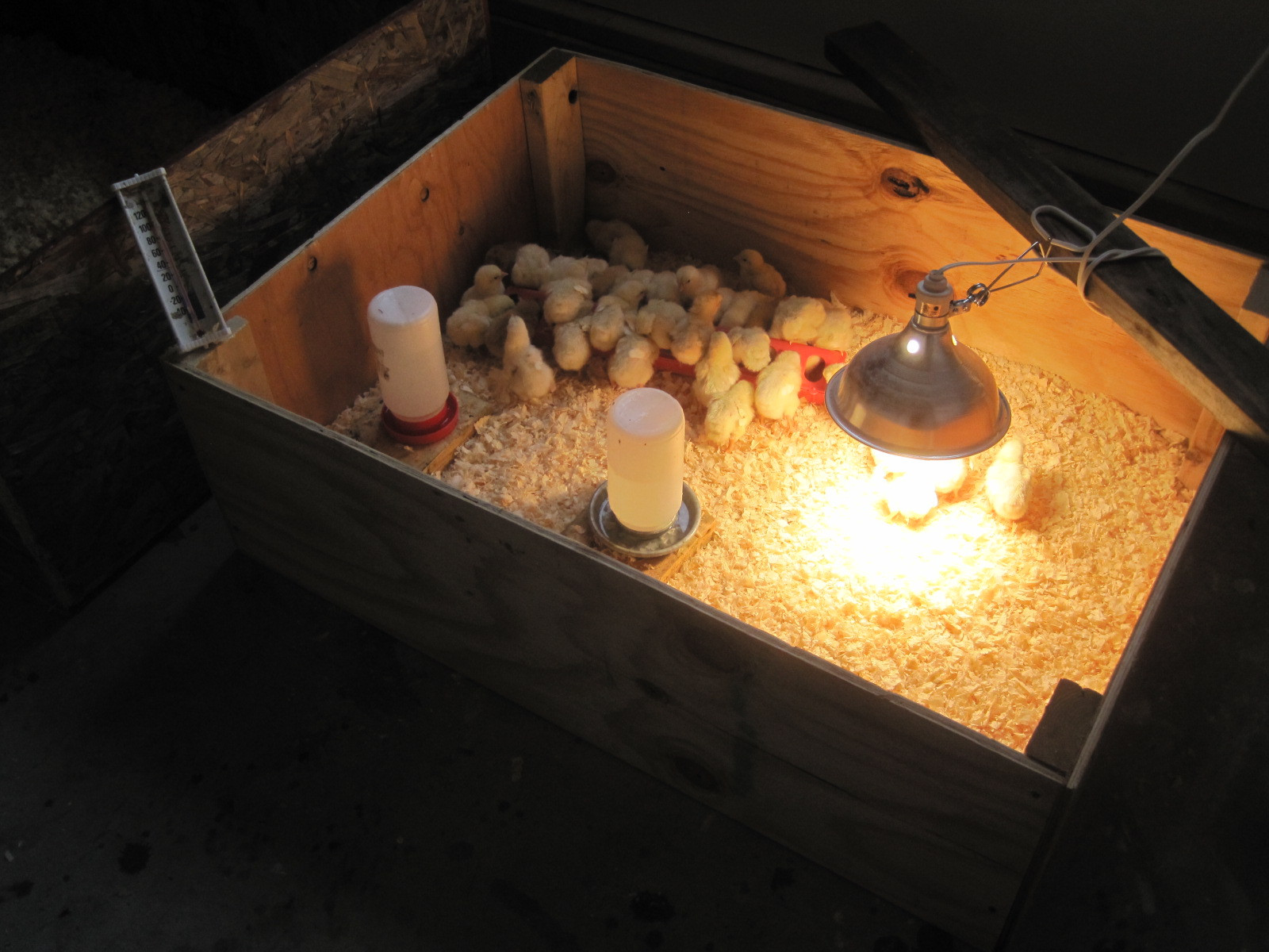 20 Best Diy Brooder Box Home, Family, Style and Art Ideas