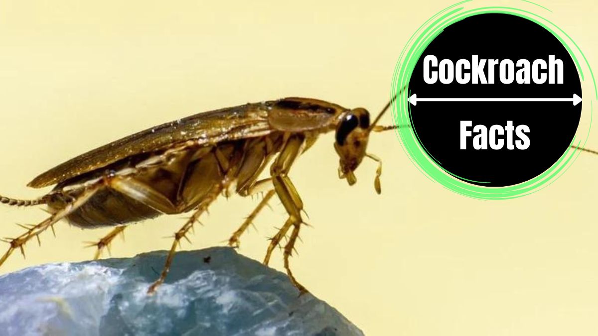 Cockroach Wings - A Complete Visual Guide - The Cockroach Facts