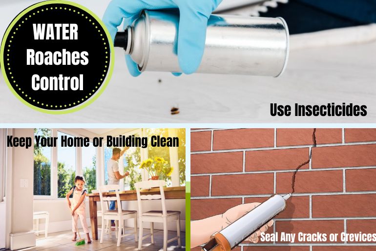 Water Roaches Types, Causes, Risks, and Prevention Guide with Pictures