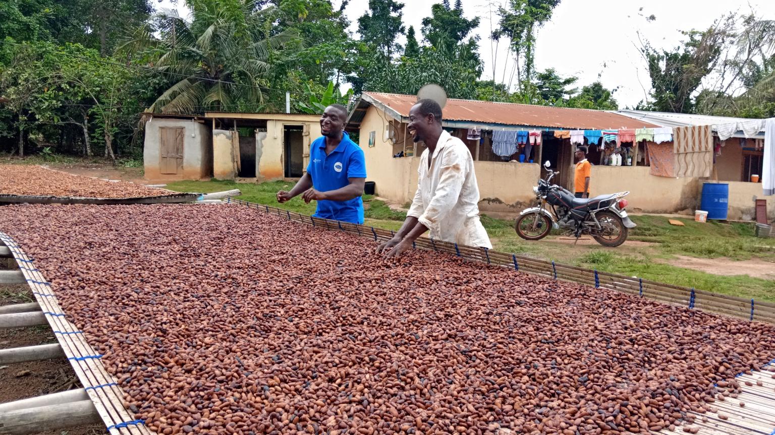 Ghana Cocoa Already Selling at New Increased Prices for 2020/21 Crop Cocoa Post