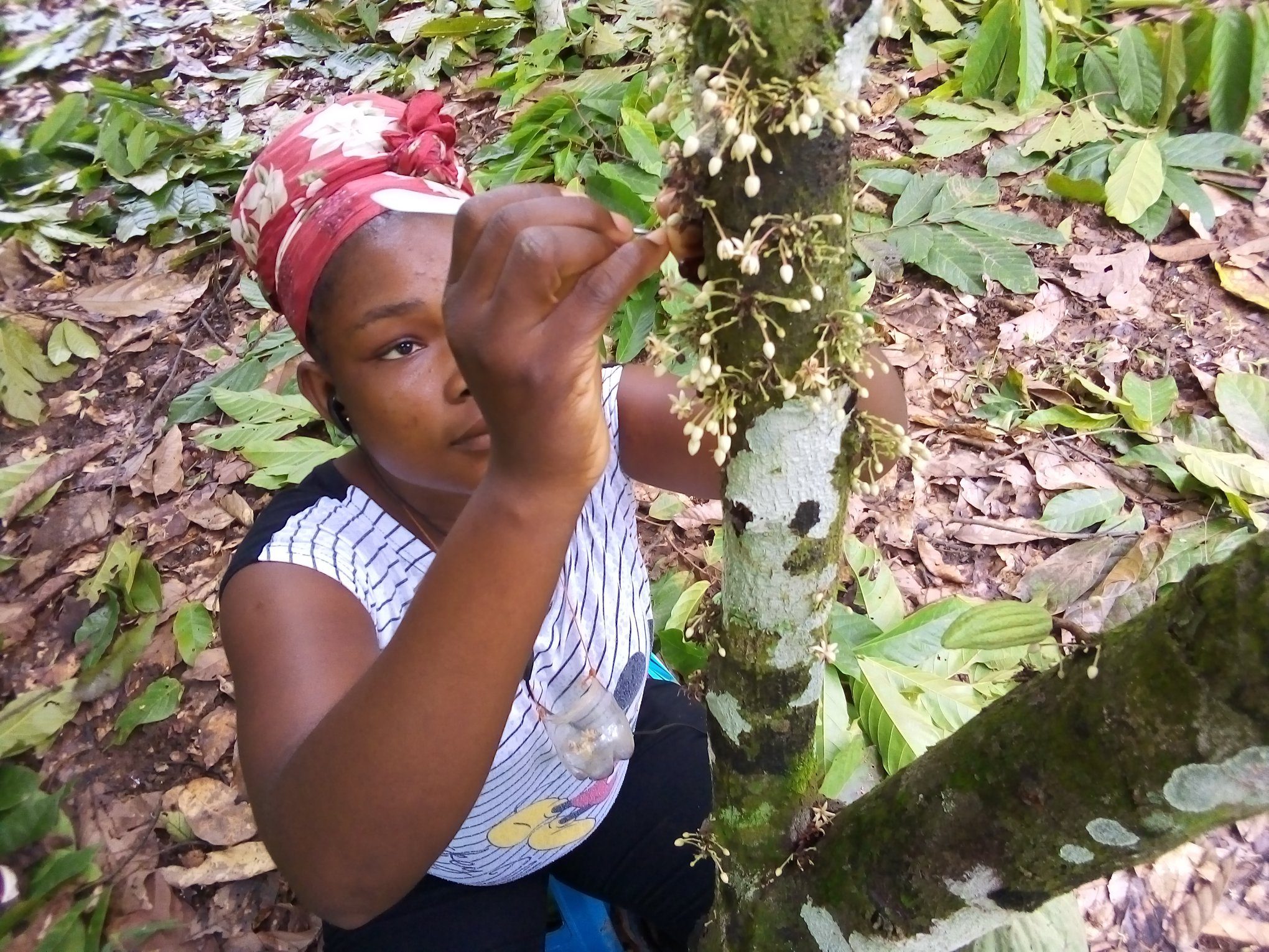 Hand Pollination How Ghana Is Increasing Cocoa Productivity