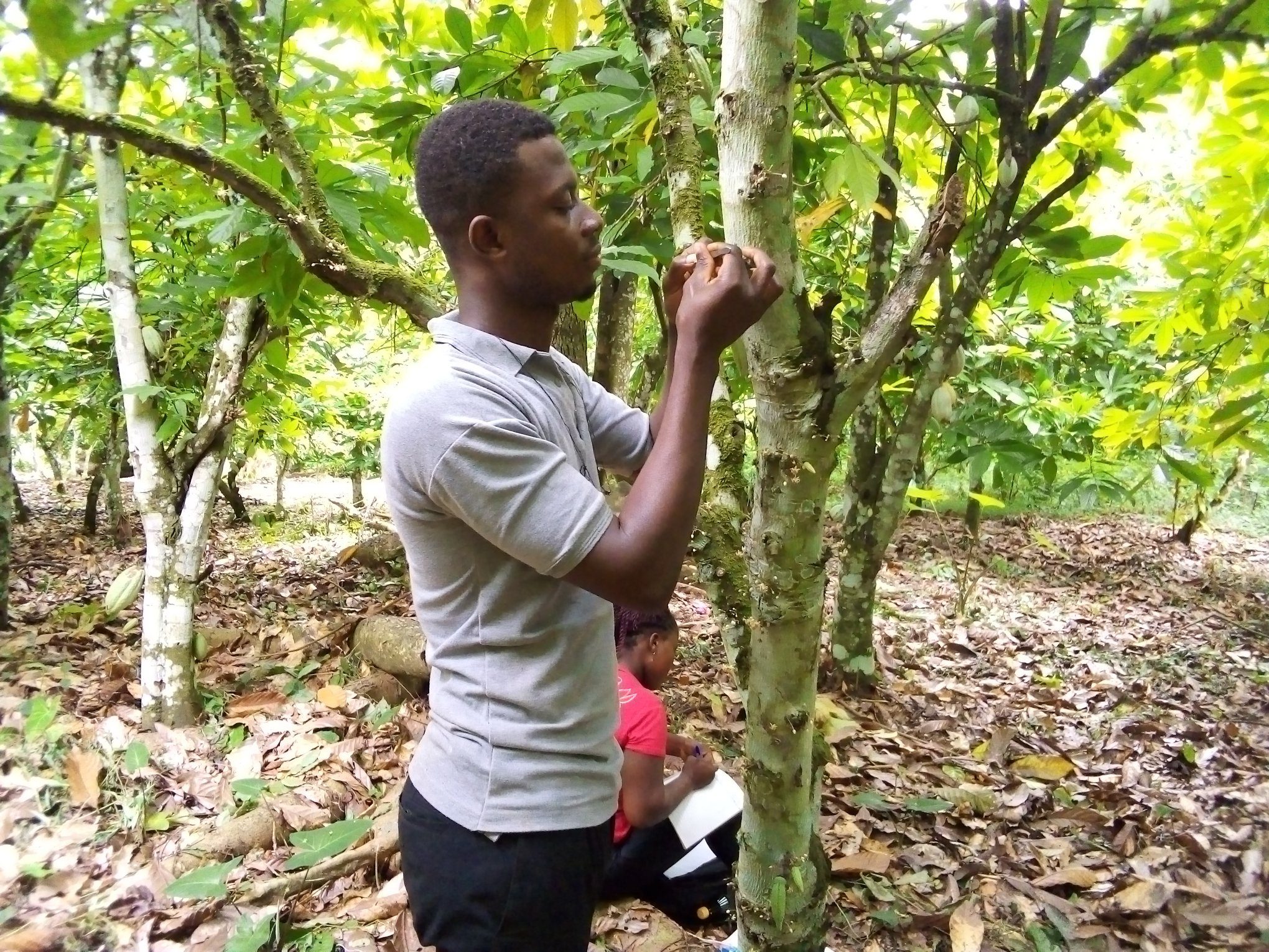 Hand Pollination How Ghana Is Increasing Cocoa Productivity
