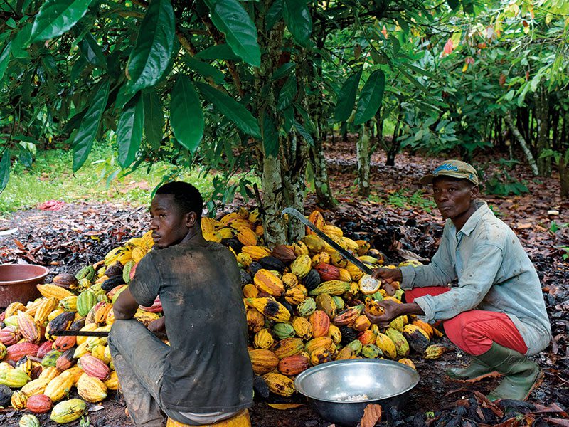 New Cocoa Producer Price to Come as Good News for Farmers