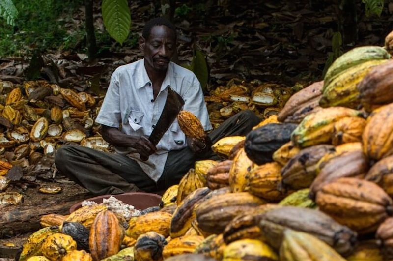 CSO Asserts Low Farmgate Price Can Kill Ghana's Cocoa Industry