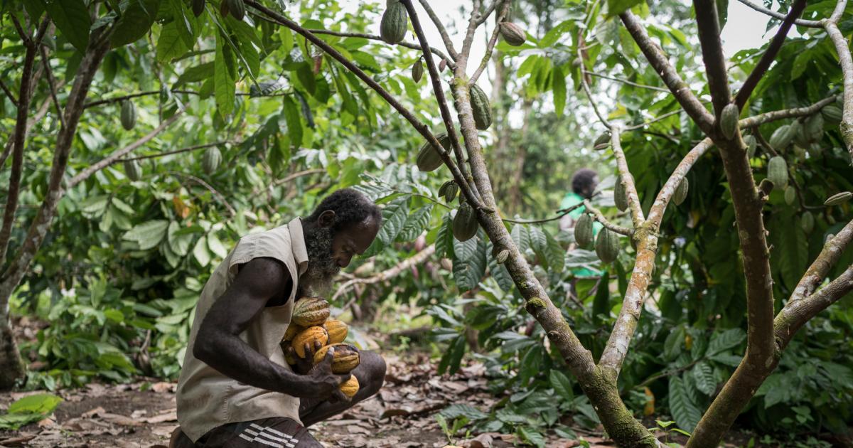 Are Cocoa Farmers Paid The Whole US 400/MT LID Levy?