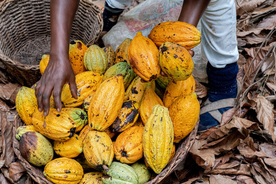 Ghana Raises Cocoa Producer Price To GHS800 For 2022/23 Crop