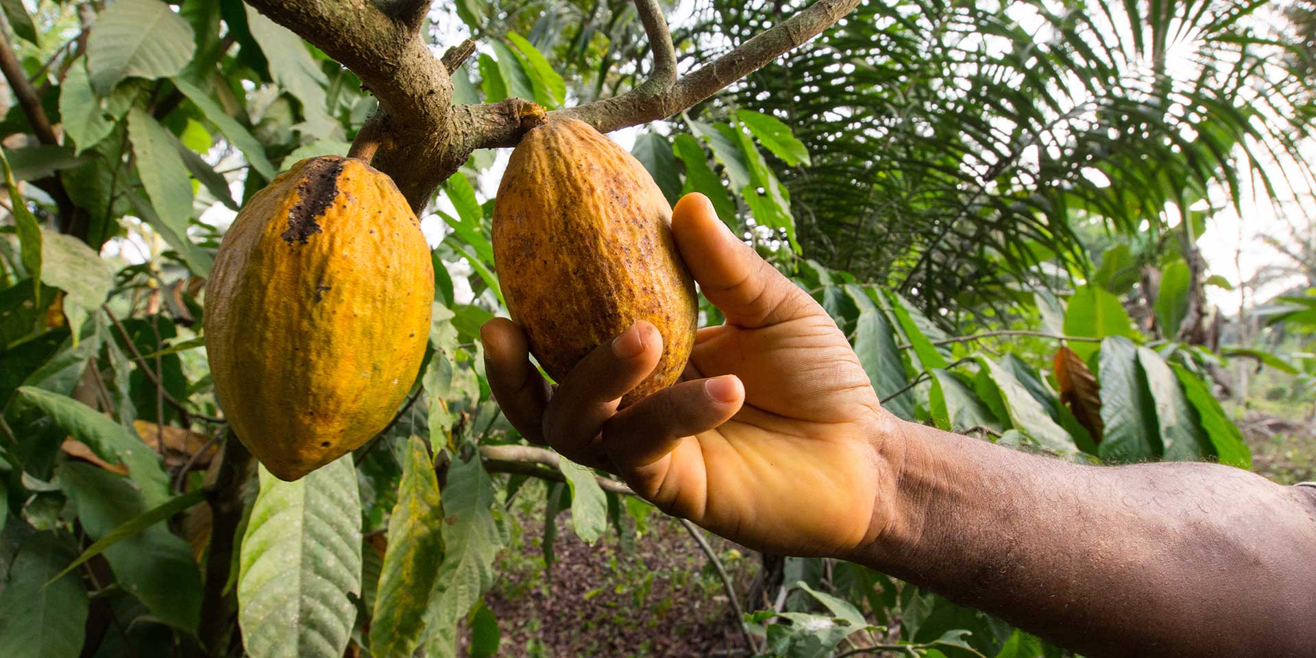 Statistical Data on Cocoa Production in Ghana Since 1948
