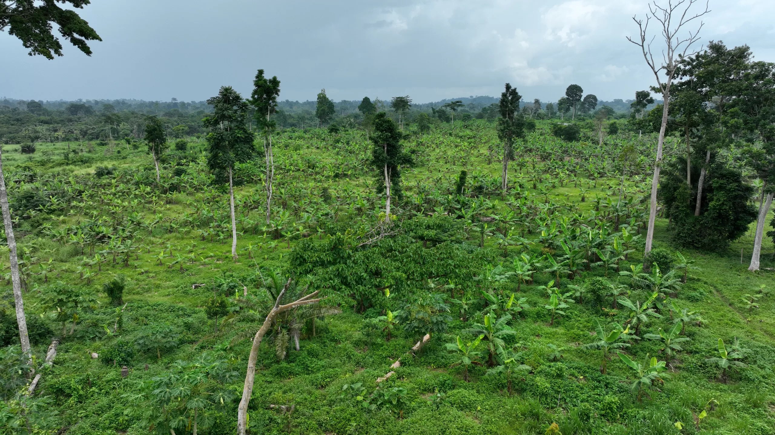 600 Million AfDB Loan Gives Hope To Ghana Cocoa Farmers