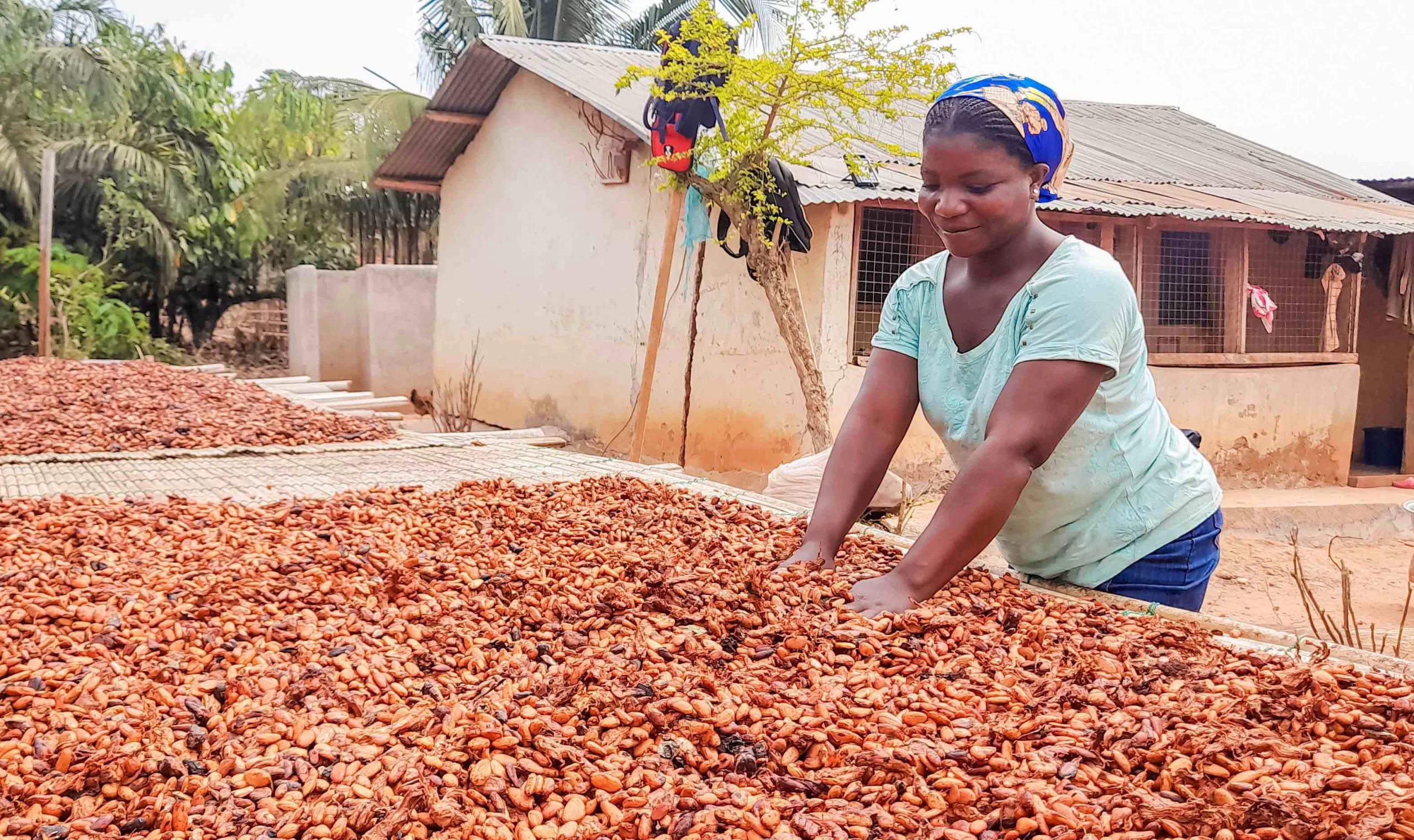 Ghana Pegs Farmgate Cocoa Price At GHS1308 For 2023/24 Crop