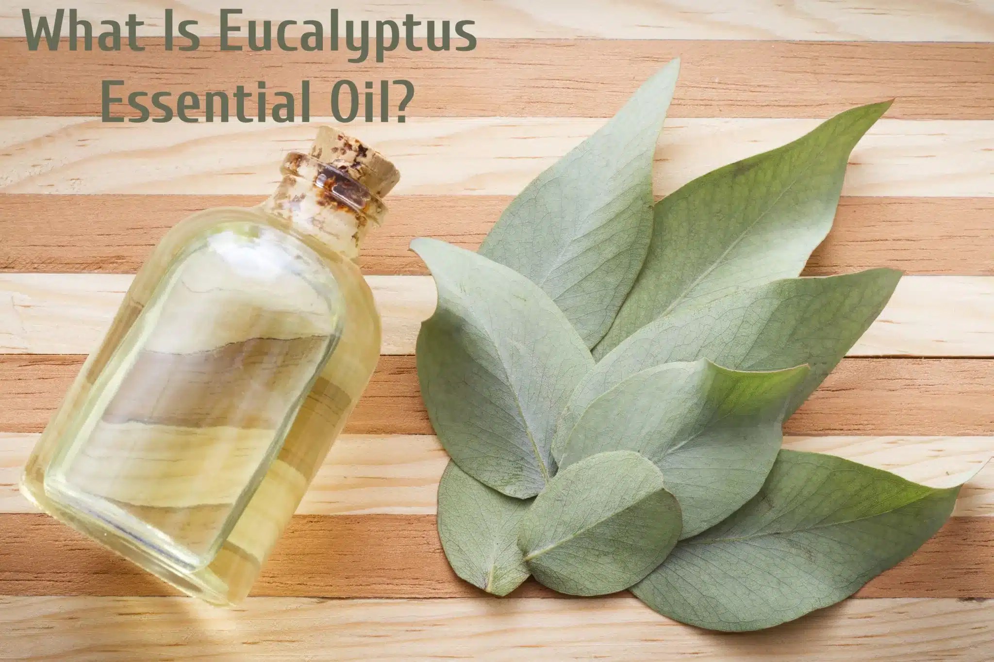 Eucalyptus Essential Oil Everything You Need to Know The Coconut Mama