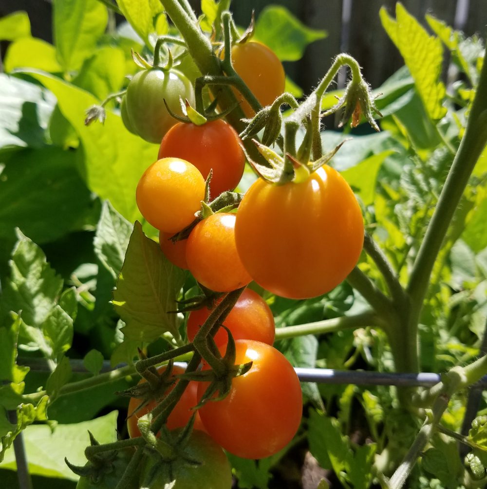 Isis Candy Cherry Tomato ??? The Coeur d'Alene Coop