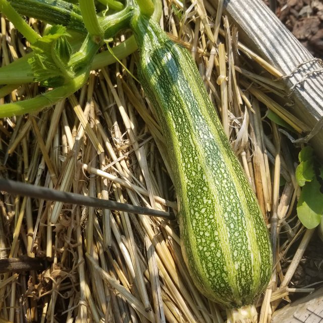 Inspiration Costata Romanesco Squash Vine Borer 2023
