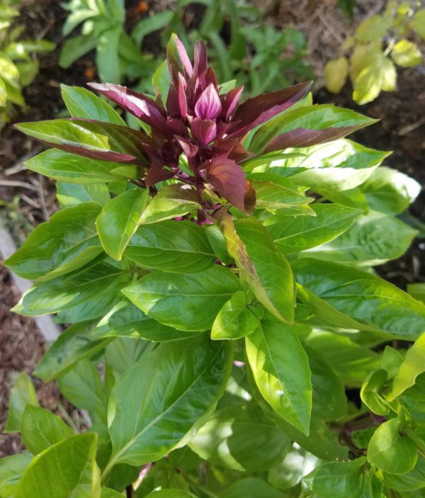 Basil Cardinal — The Coeur d'Alene Coop