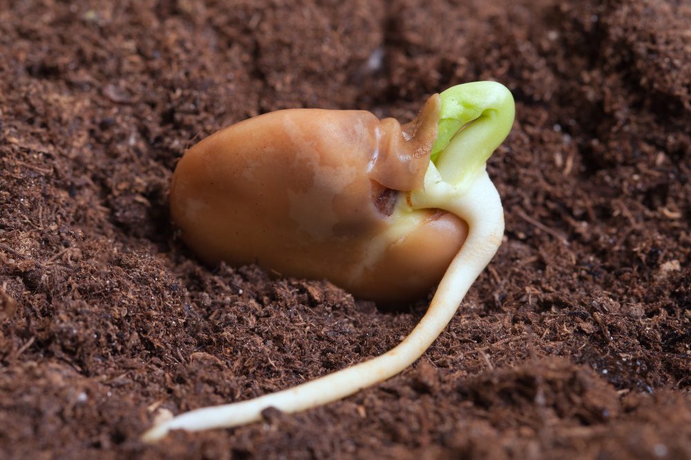 Seed Magic How Germination Occurs and Why It Can Fail — The Coeur d
