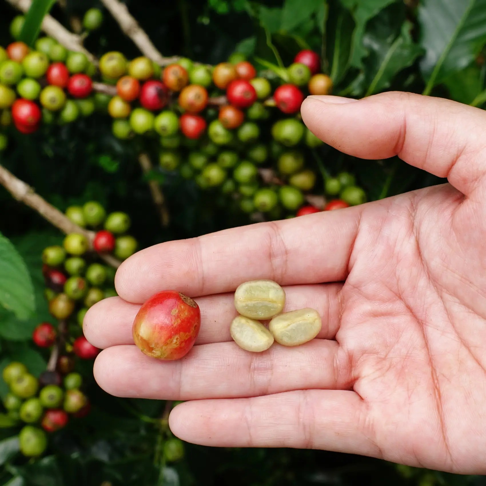 What is a Coffee Cherry? Nature's Hidden Gem The Coffee Guru