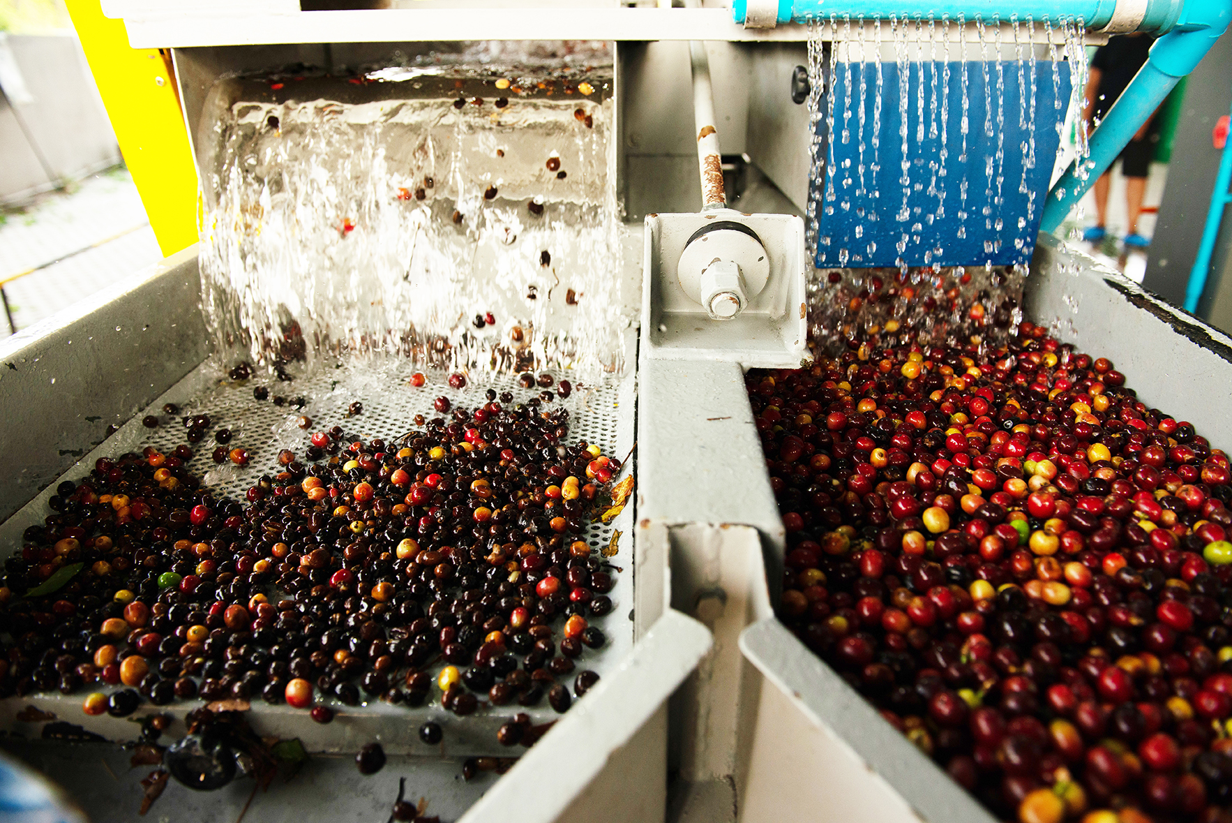 Processing The Coffeenery