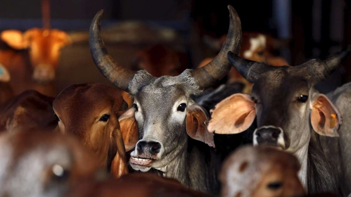 Amid Pandemic, Karnataka's BJP Govt Plans Blanket Ban On Cattle Slaughter