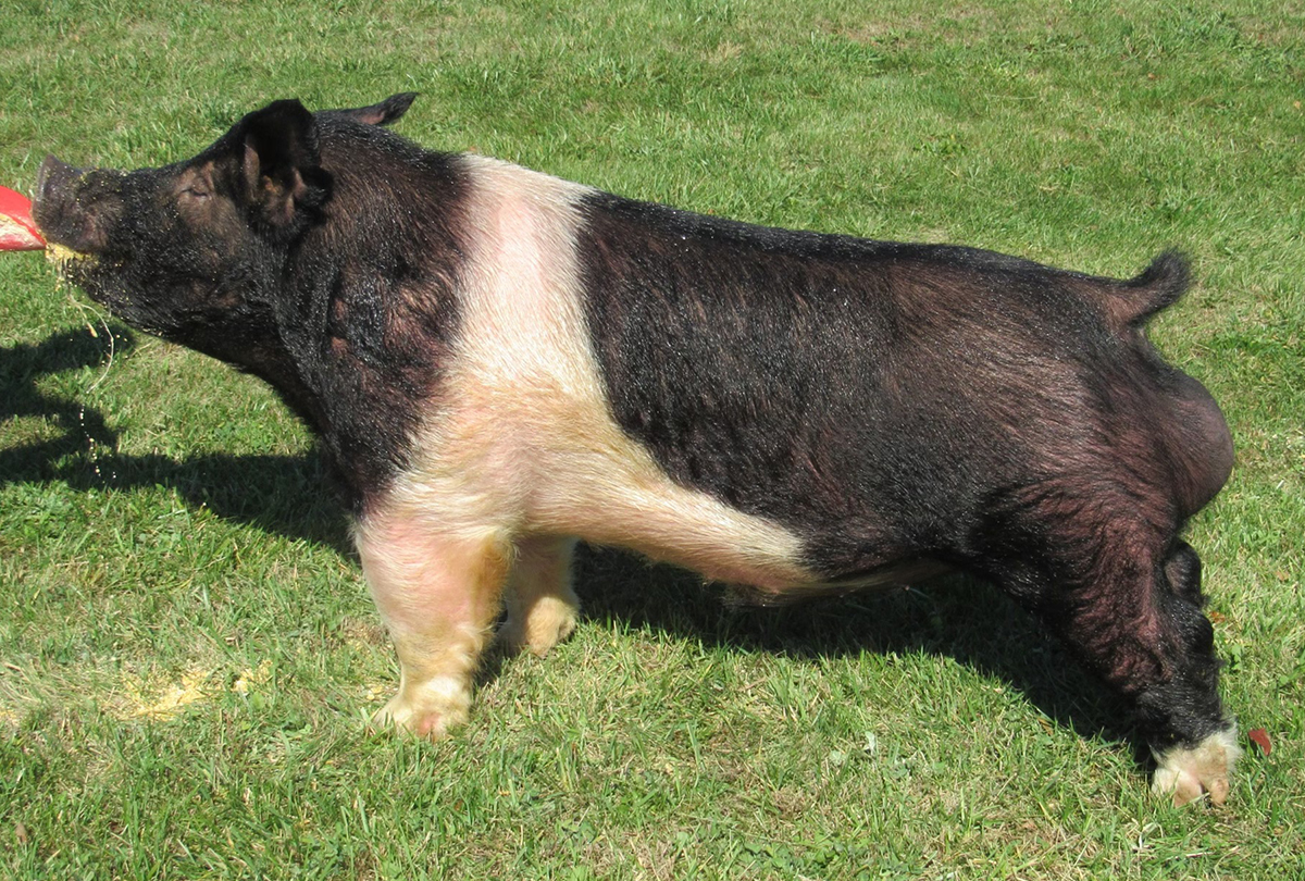 The Collection Boar Stud