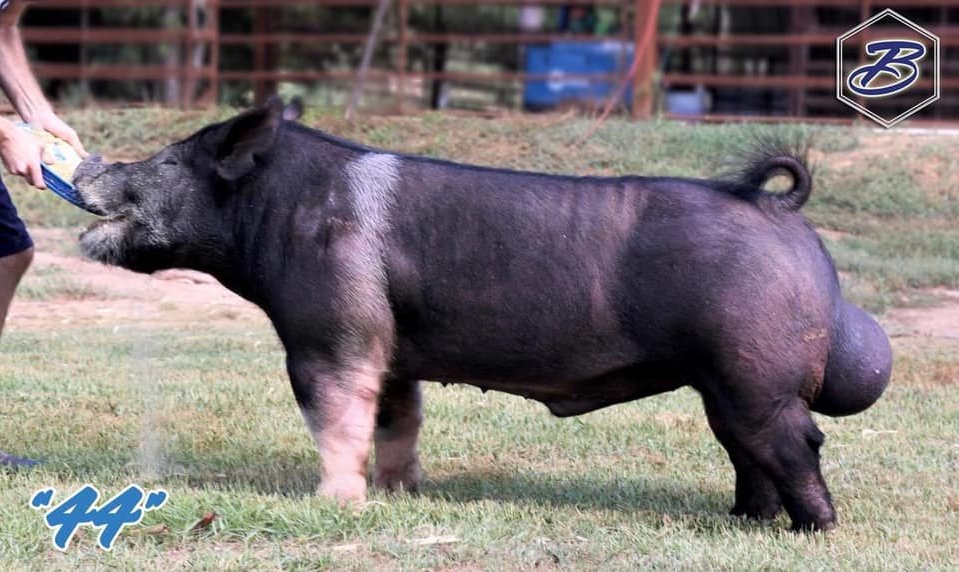The Collection Boar Stud