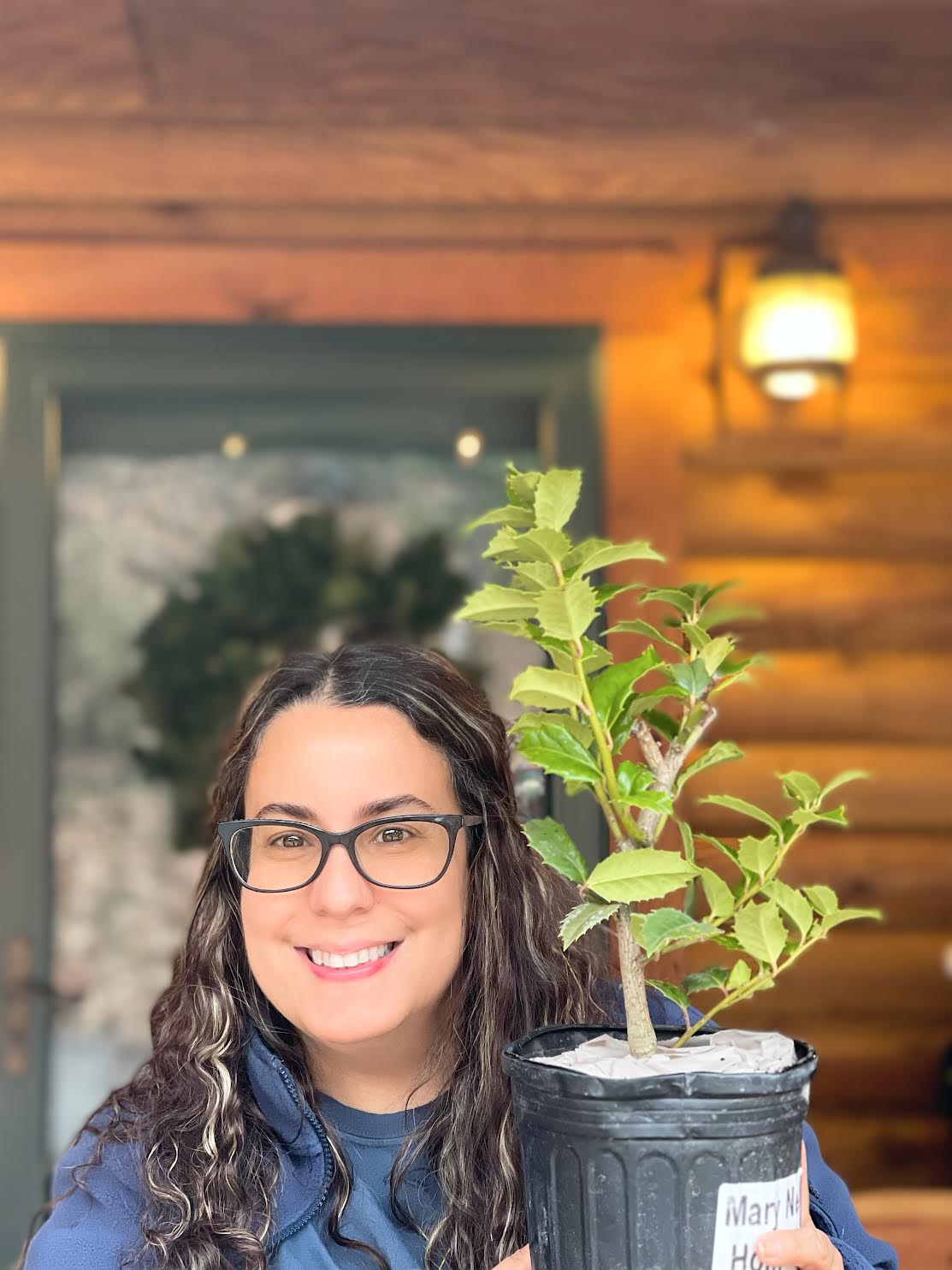 How to Plant A Holly Tree Like A Pro The Comfy Cabin