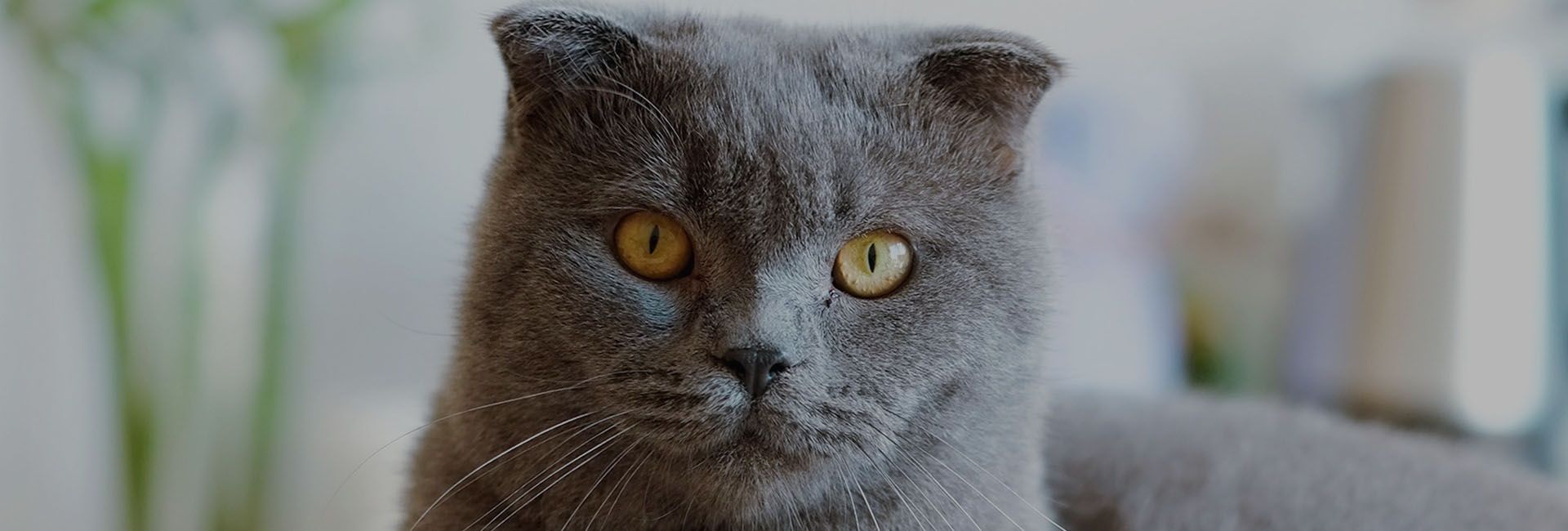 Cat Wellness Exams Brookfield