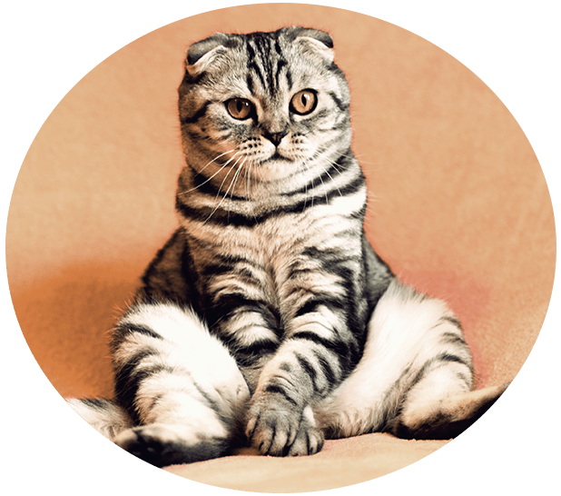 Cat Behavior Counseling Brookfield