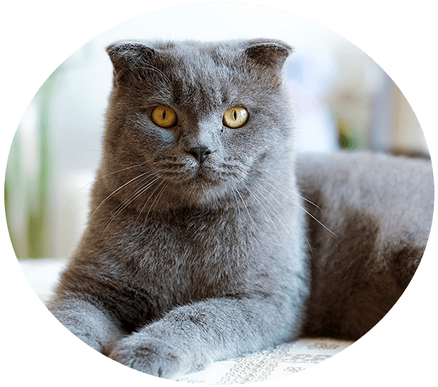 Cat Dental Care Brookfield