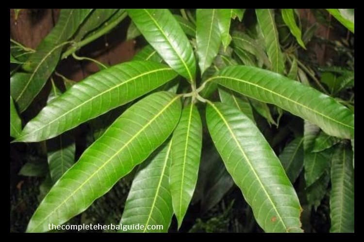 Ways to Reverse Type 2 Diabetes Naturally Health and Natural Healing Tips