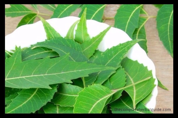 Ayurveda for Hair Loss and Hair Growth