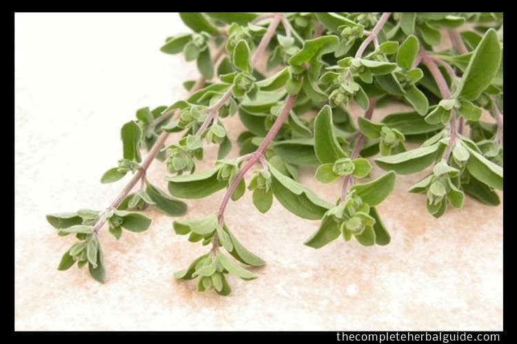Medicinal Uses & Benefits of Marjoram Leaf