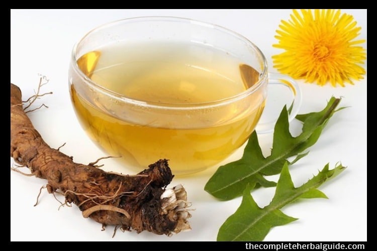 Dandelion Benefits, Uses, and Precautions Health and Natural Healing Tips