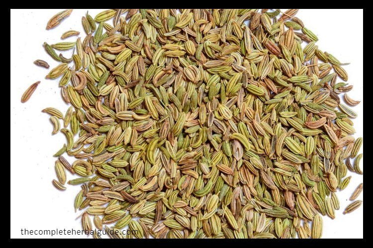 20 Fabulous Fennel Tea Benefits [Including a Delicious Fennel Tea