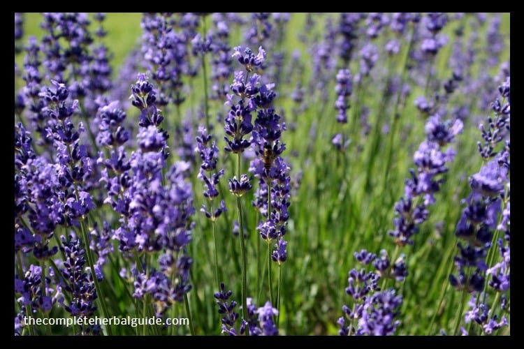 Top 6 Herbs That Naturally Repel Fleas Health and Natural Healing Tips