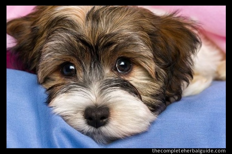 Is Your Dog Having Stomach Problems Here Are Some Amazing Products for