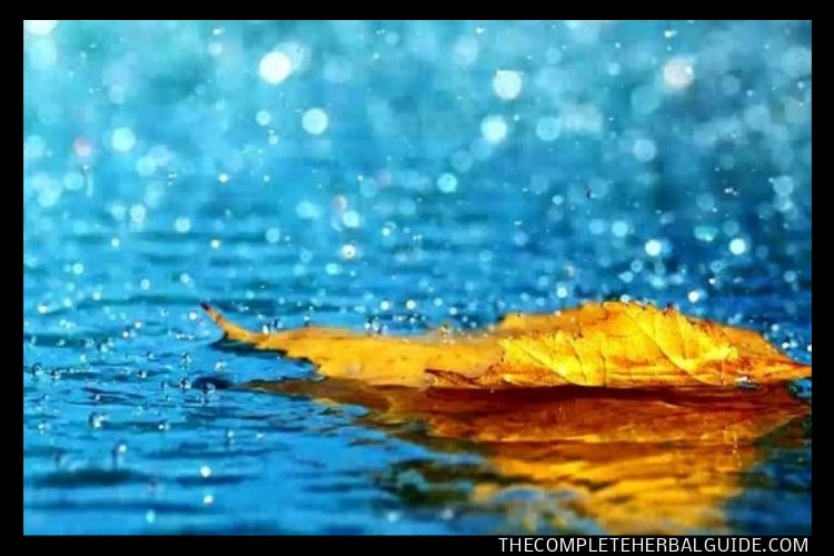 Walking in rain. The health benefits of rain