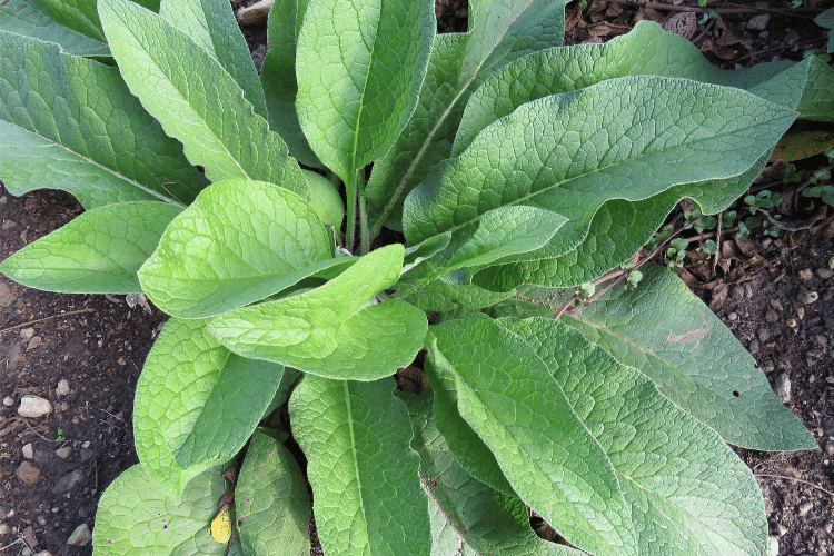 5 Amazing Reasons to Plant Comfrey in Your Garden PON