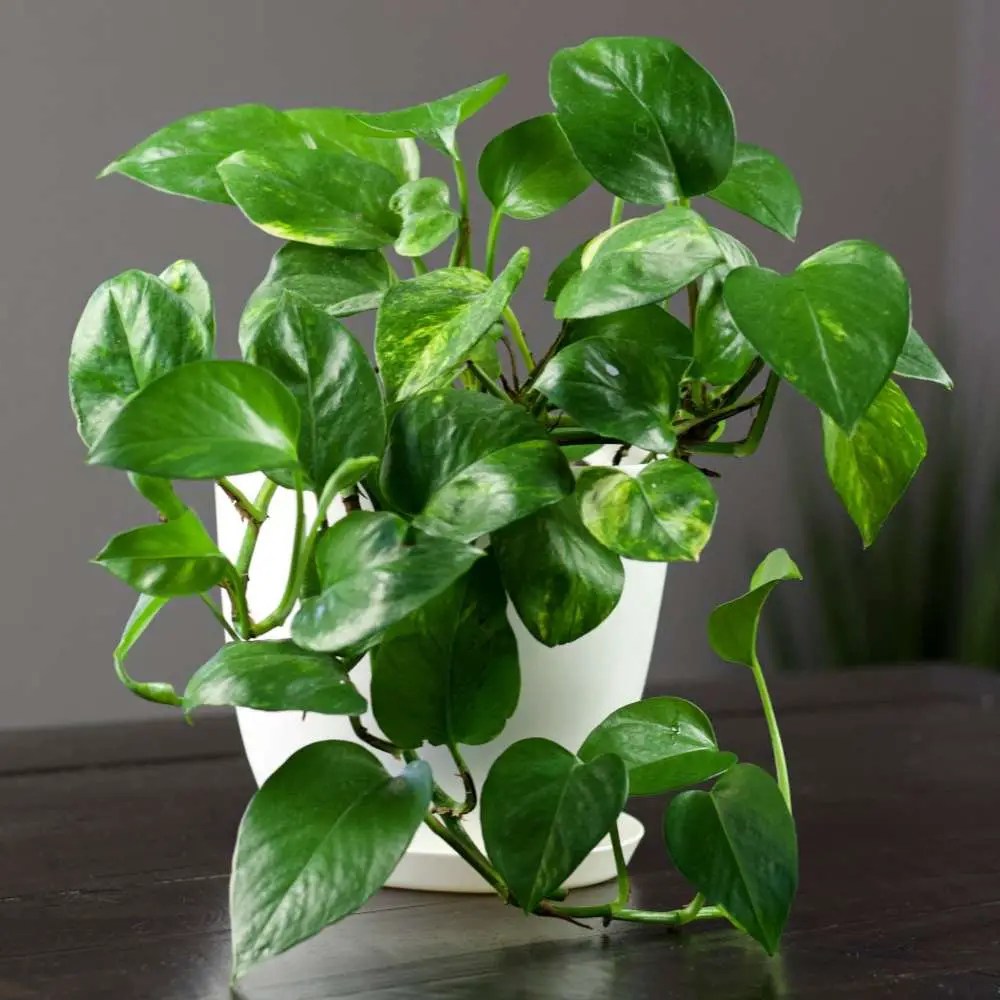 PothosEpipremnum aureum(Devils Ivy) The Contented Plant