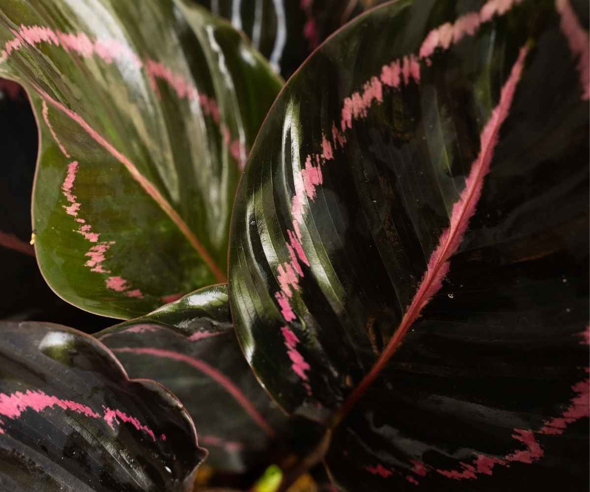 Calathea Dottie Plant Profile and Care Guide The Contented Plant