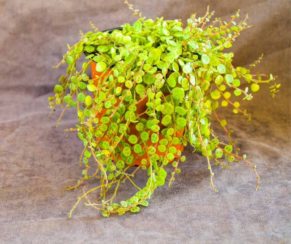 String of Turtles Plant Care Guide and Profile The Contented Plant