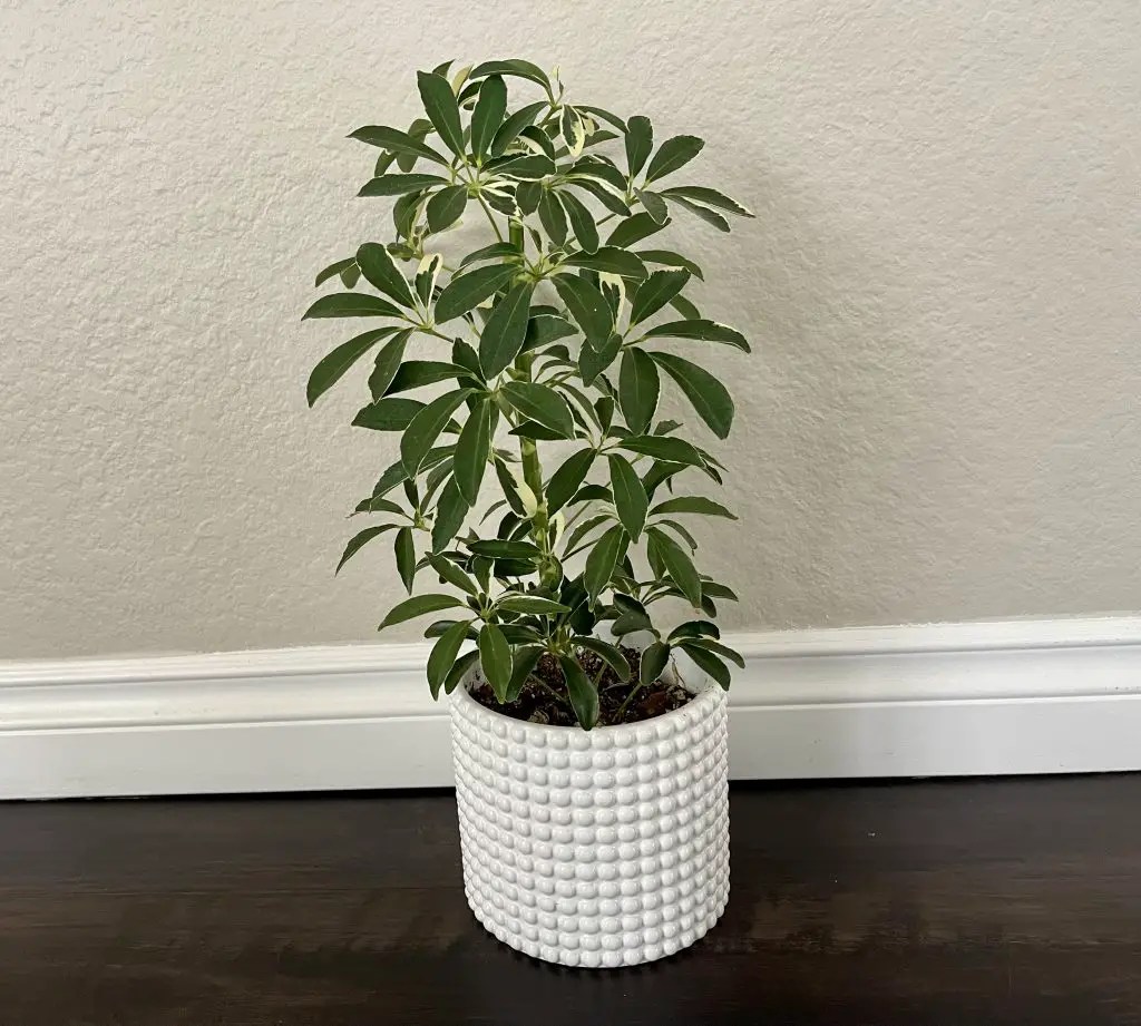 Variegated Umbrella Tree Plant Care Guide The Contented Plant