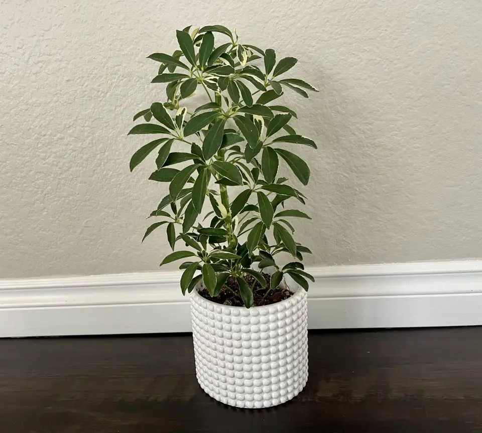 Variegated Umbrella Tree Plant Care Guide The Contented Plant