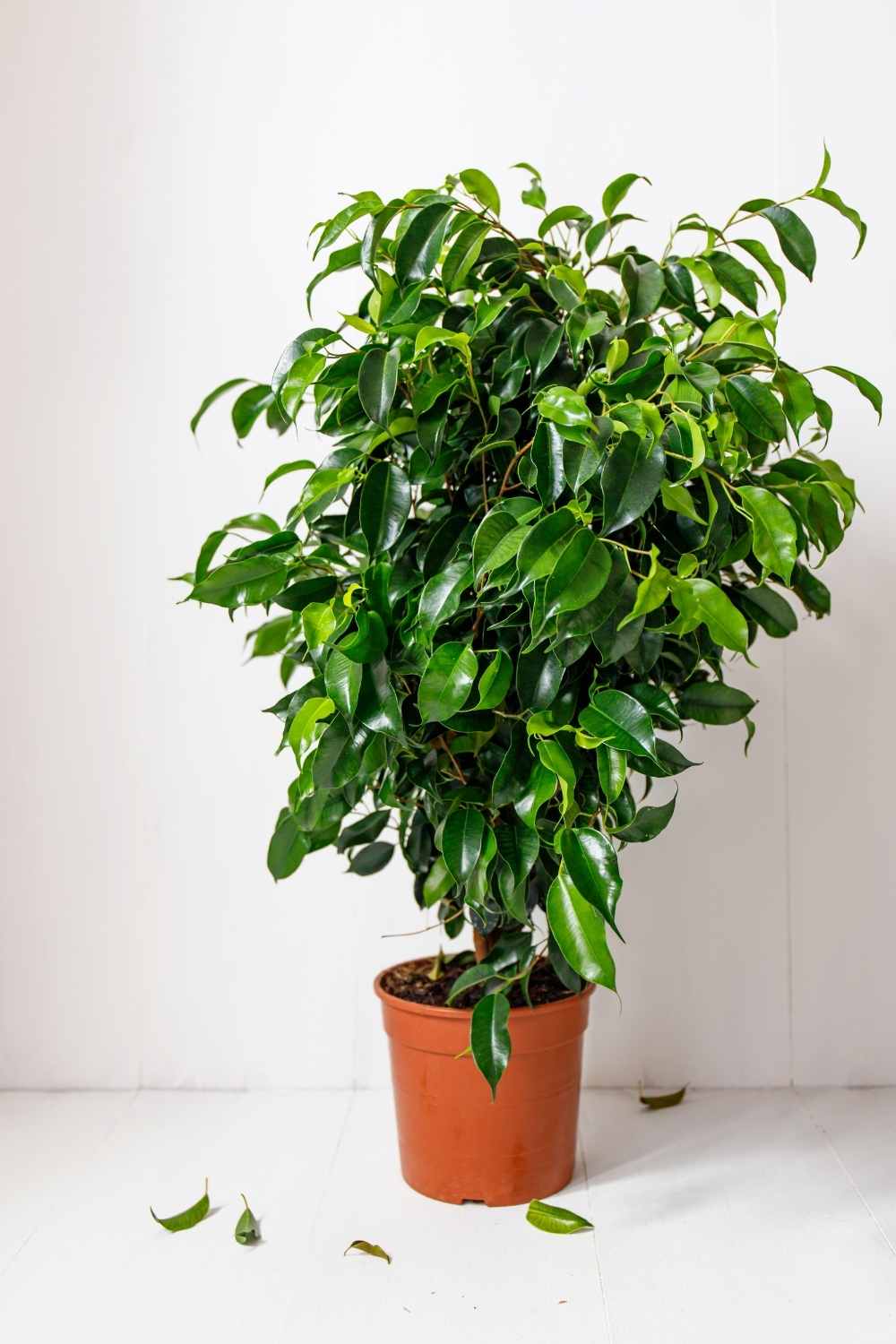 Ficus Benjamina (Weeping Fig) The Contented Plant